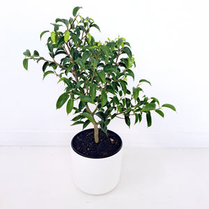 Ficus Baby Benjamina