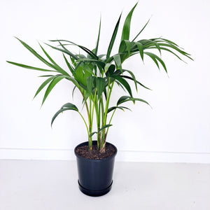 Palm - Kentia / Howea Forsteriana