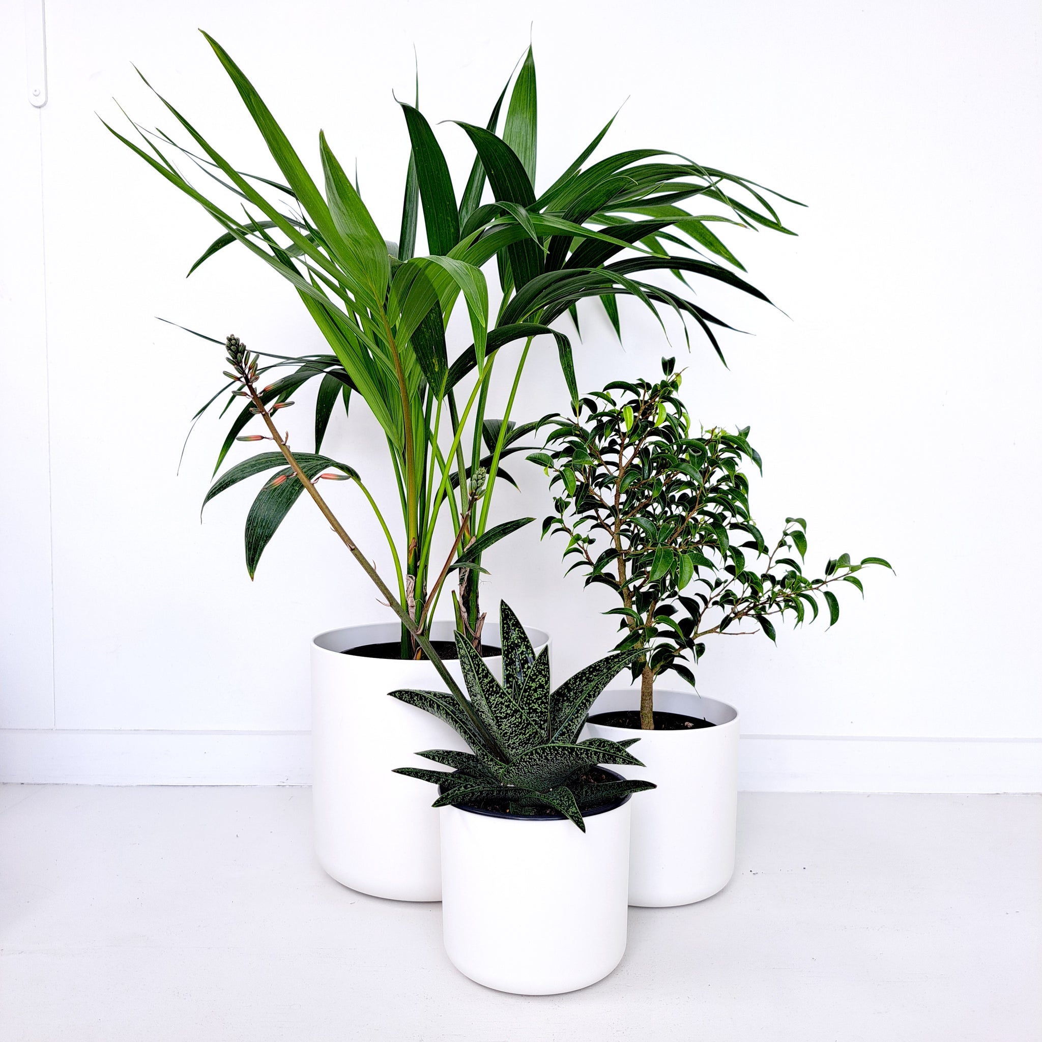 Ficus Baby Benjamina