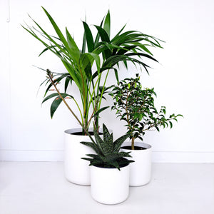 Ficus Baby Benjamina