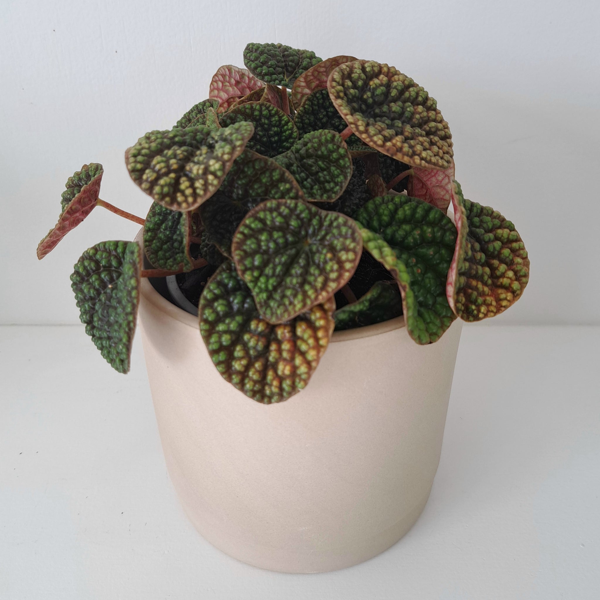 Peperomia Green Bubble