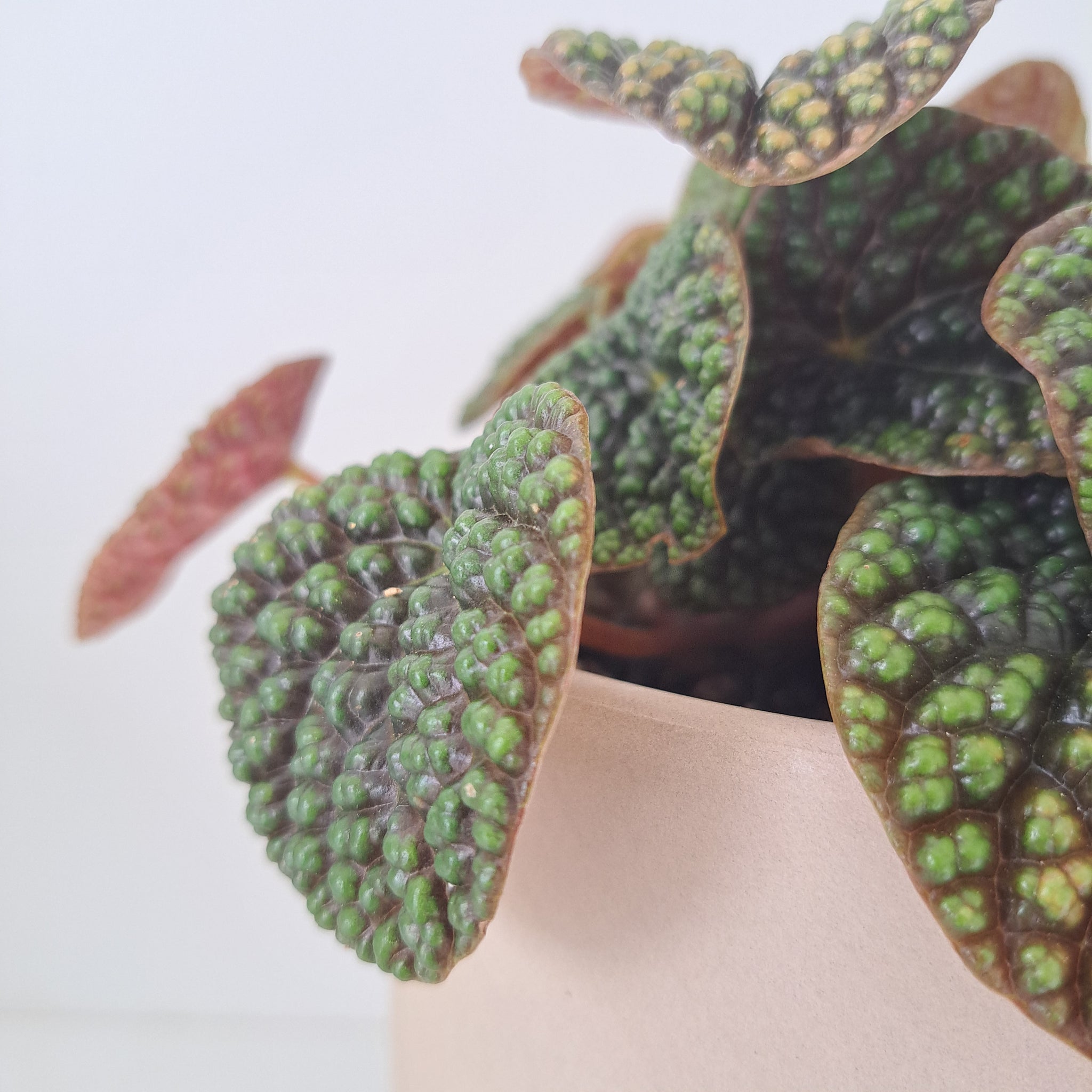 Peperomia Green Bubble