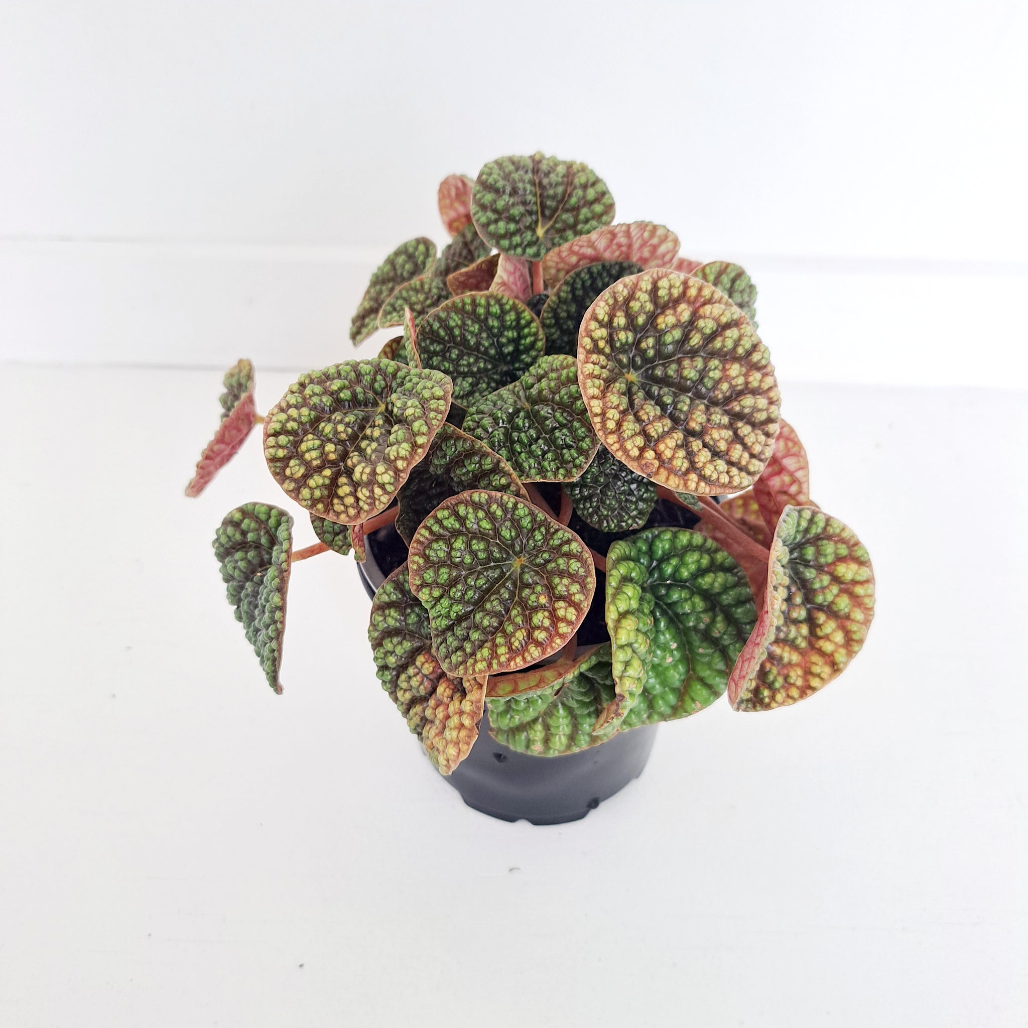 Peperomia Green Bubble
