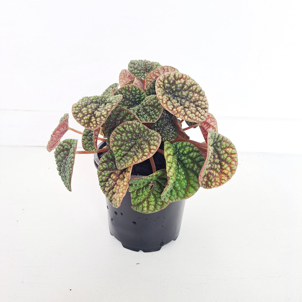 Peperomia Green Bubble