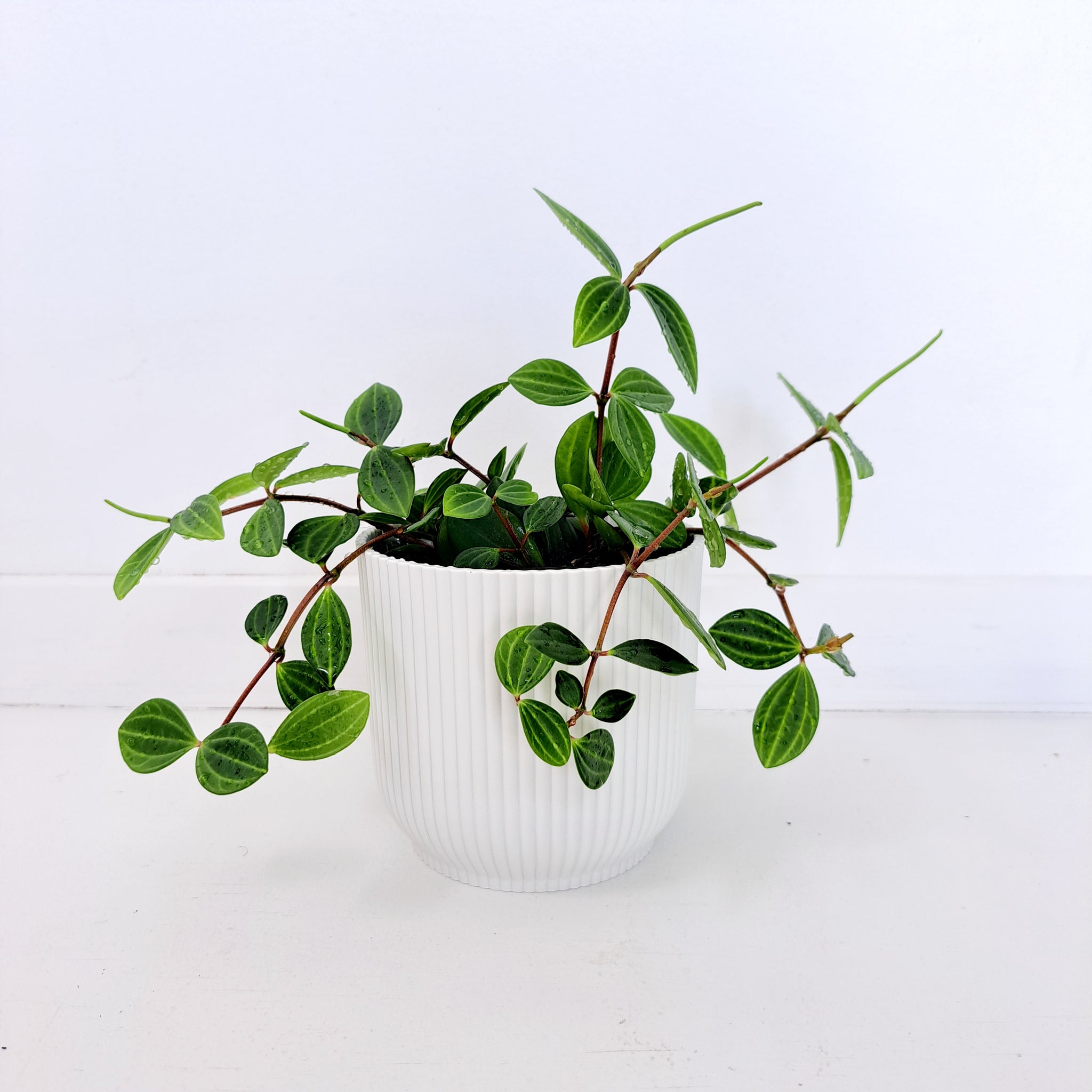 Peperomia Dahstedti