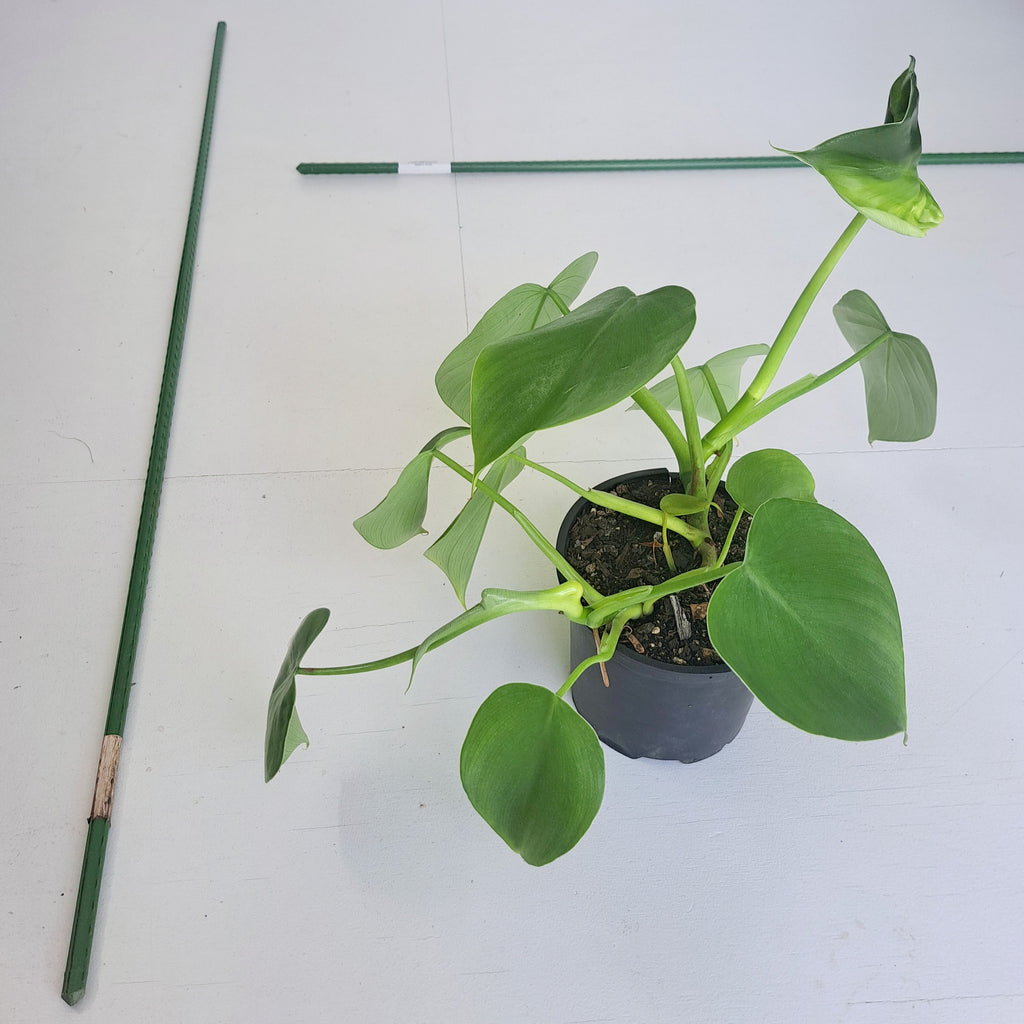 Stake Support - Green ribbed (thin 11cm)