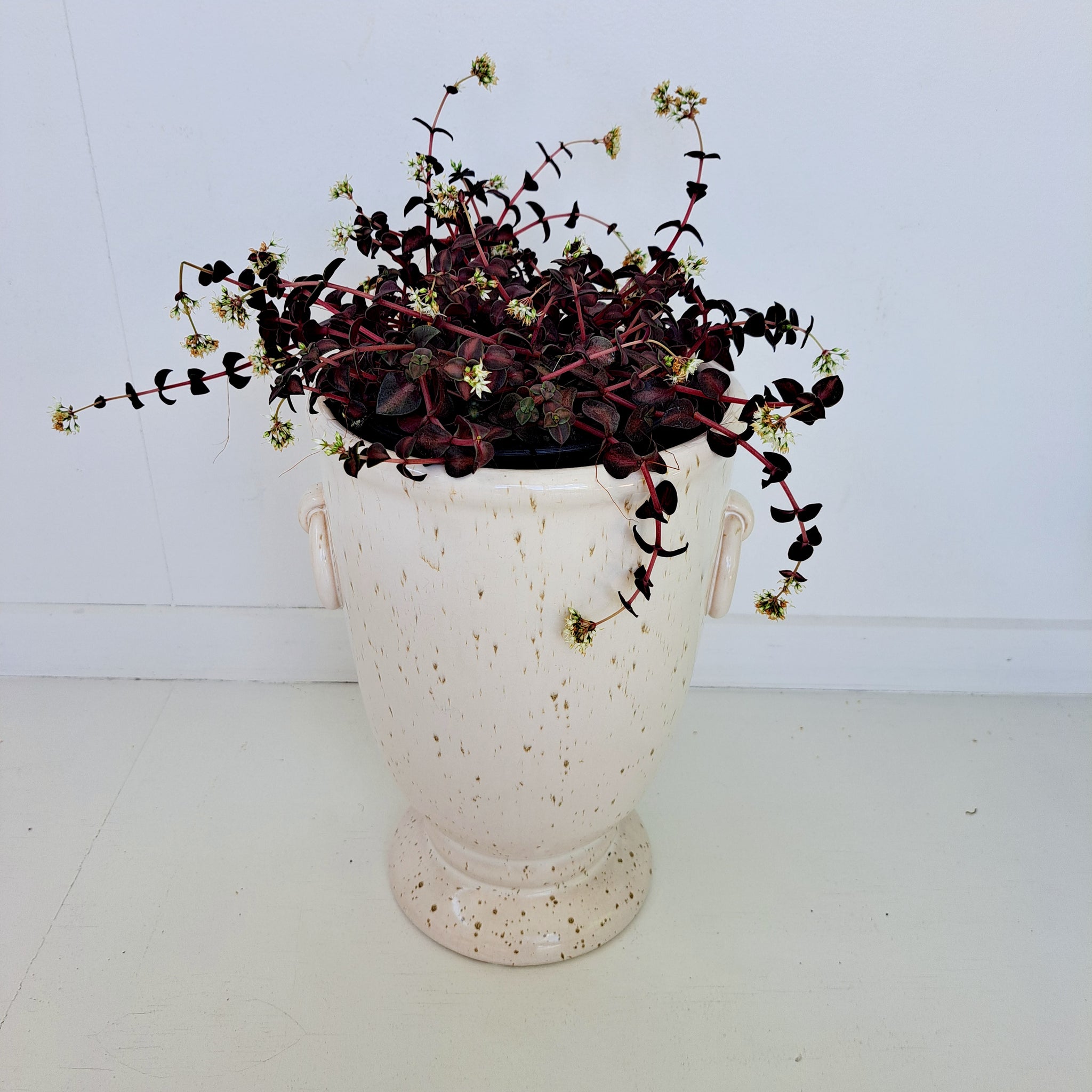 Crassula Pellucida - dark green and purple