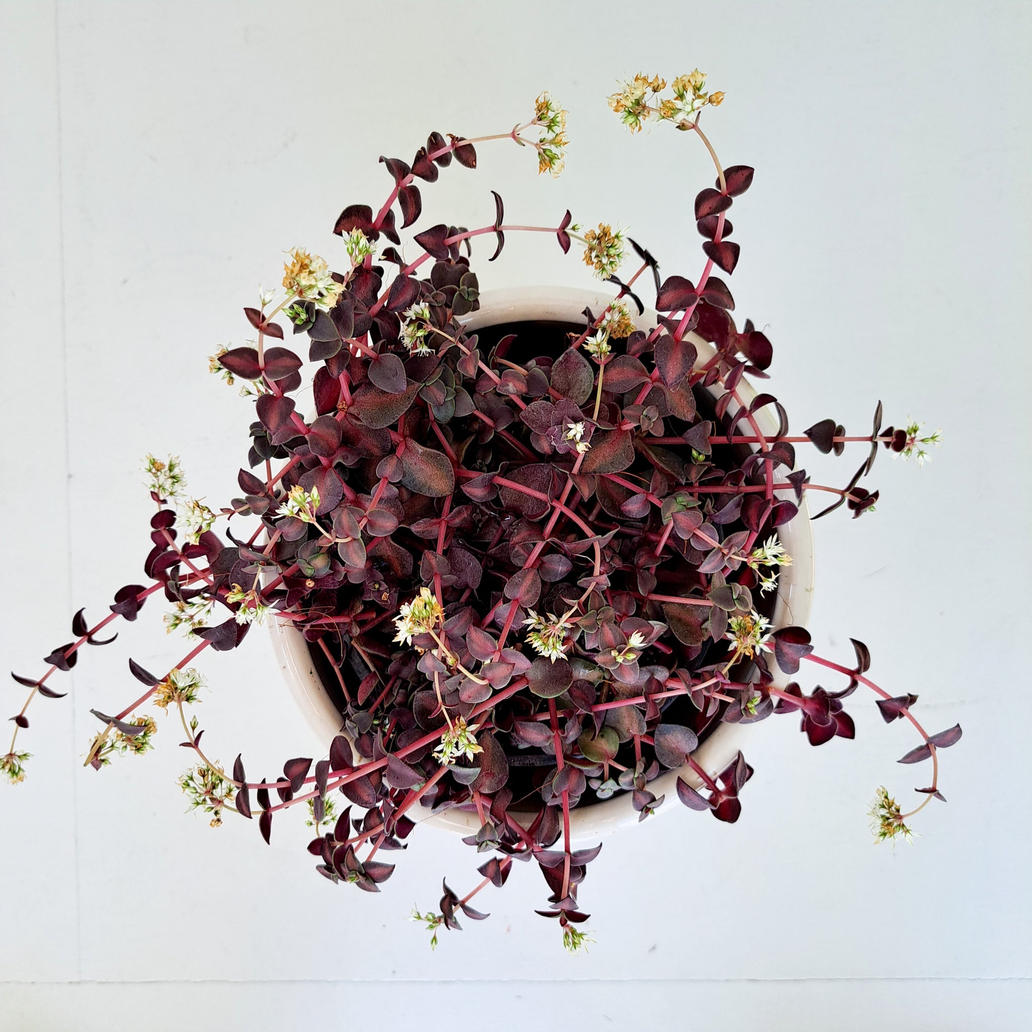 Crassula Pellucida - dark green and purple