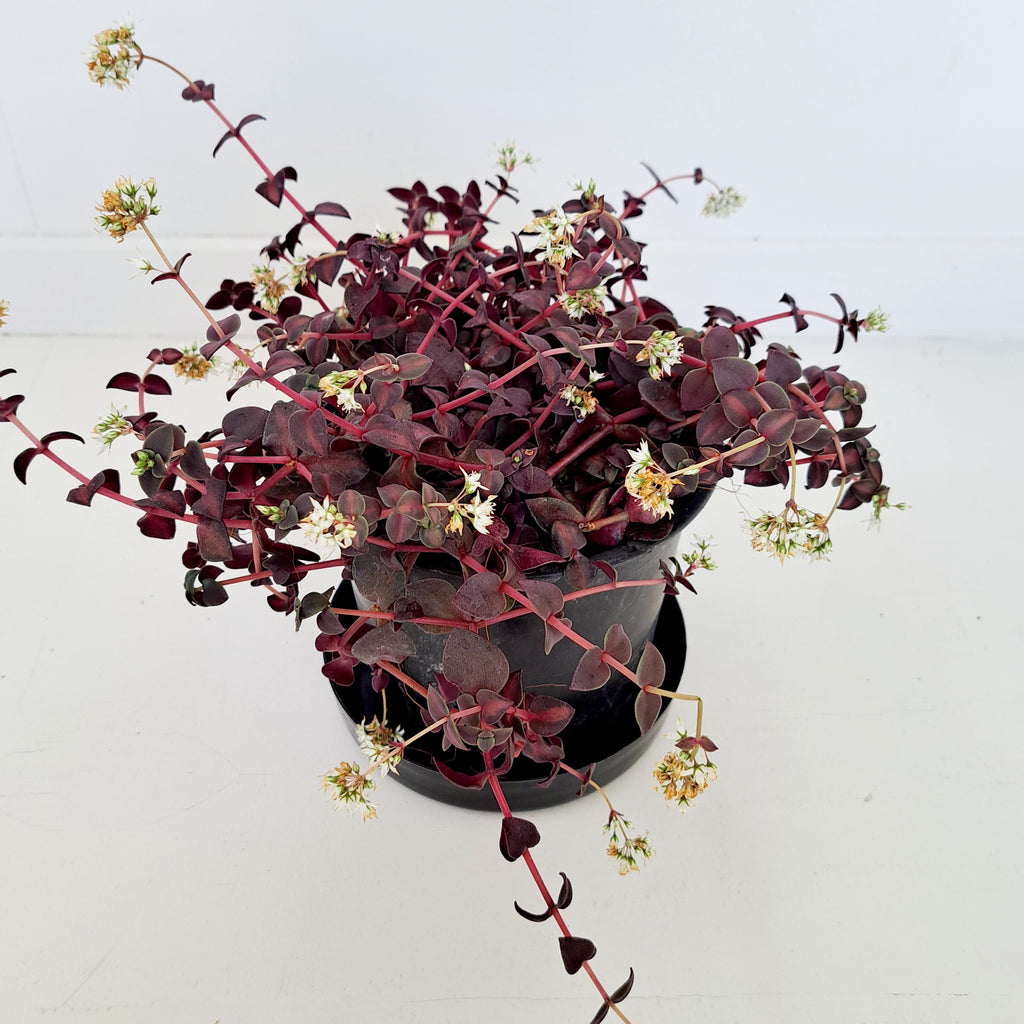 Crassula Pellucida - dark green and purple