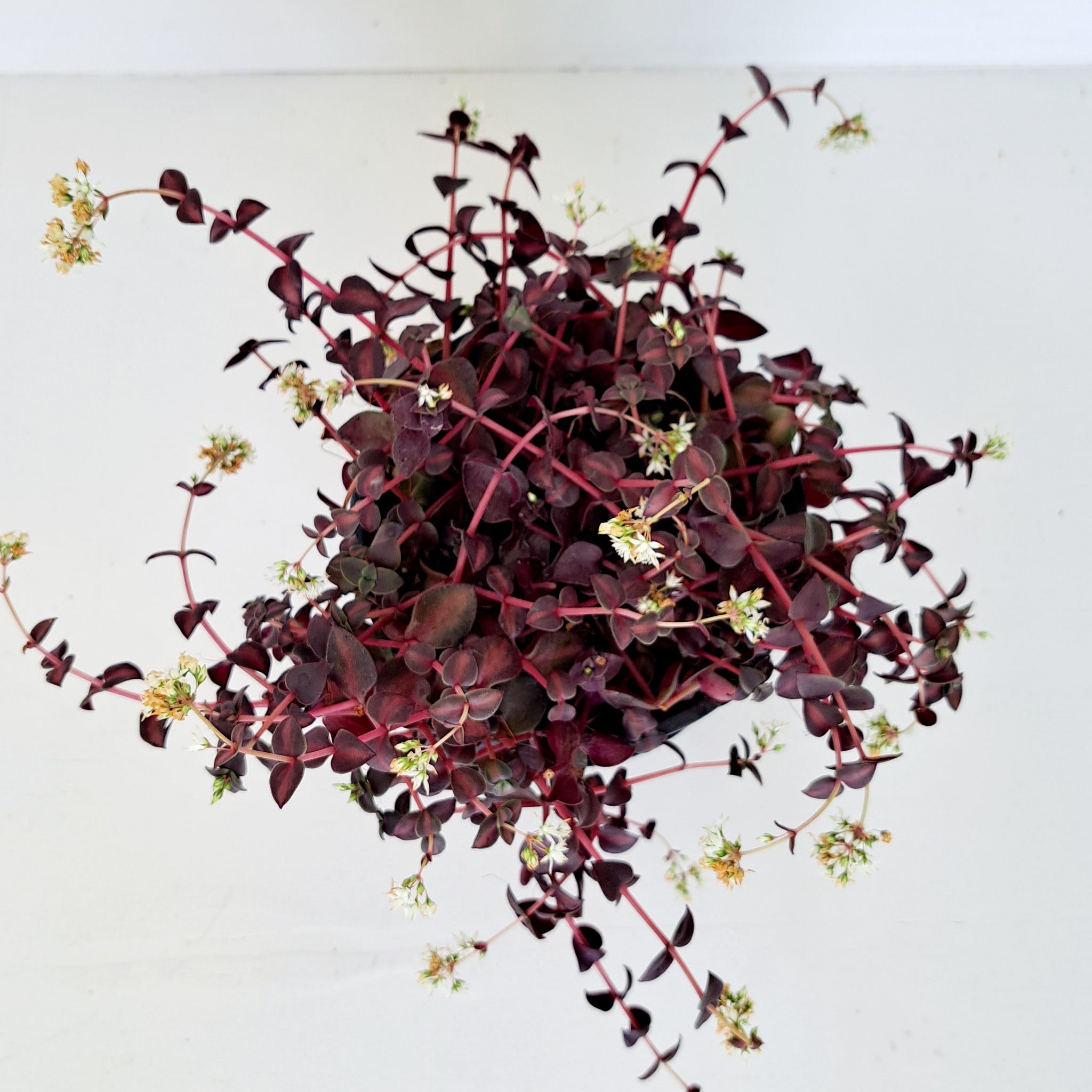 Crassula Pellucida - dark green and purple