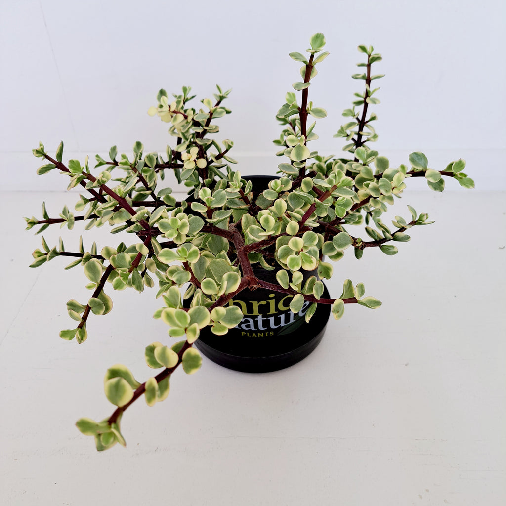 Portulacaria Afra Variegata / Rainbow Bush