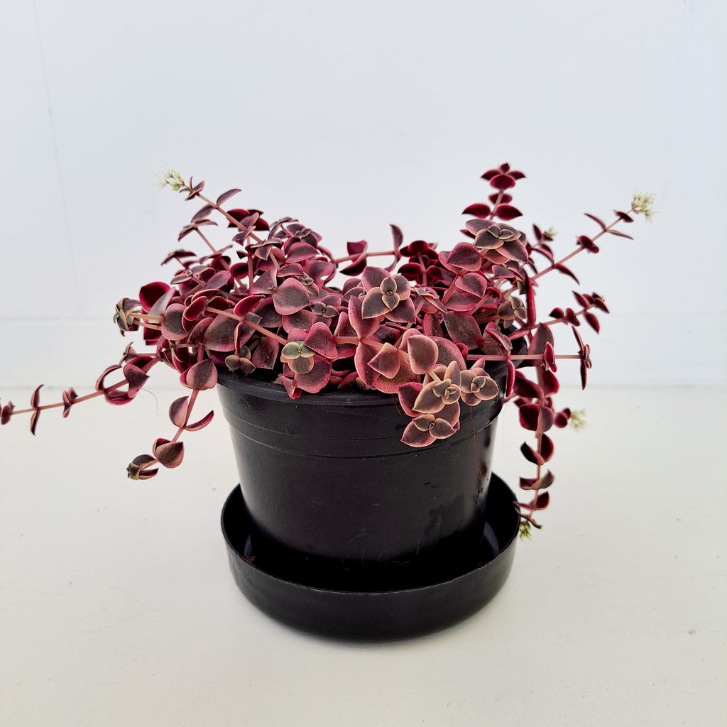 Crassula Pellucida Variegata - green, cream and pink