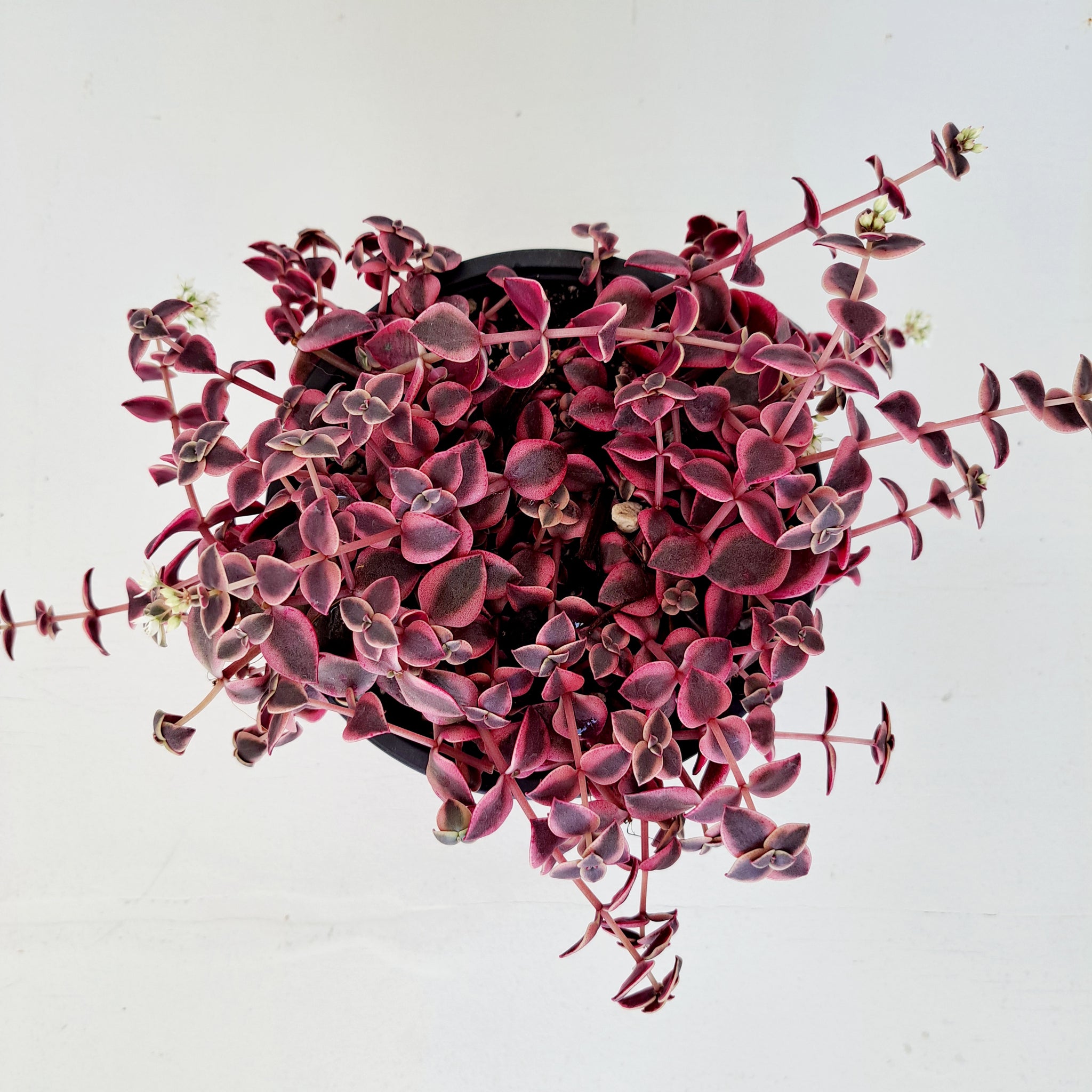 Crassula Pellucida Variegata - green, cream and pink