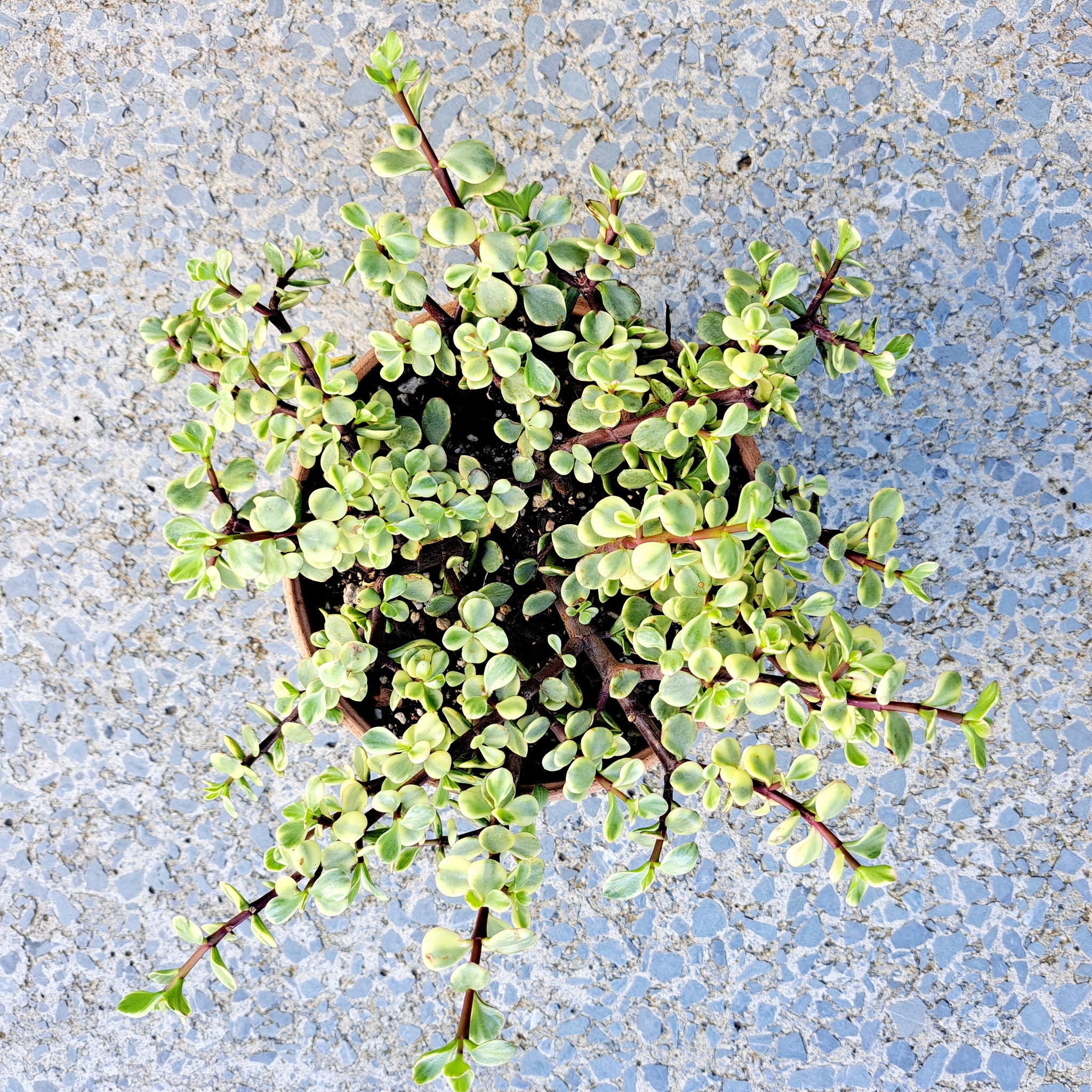 Portulacaria Afra Variegata / Rainbow Bush