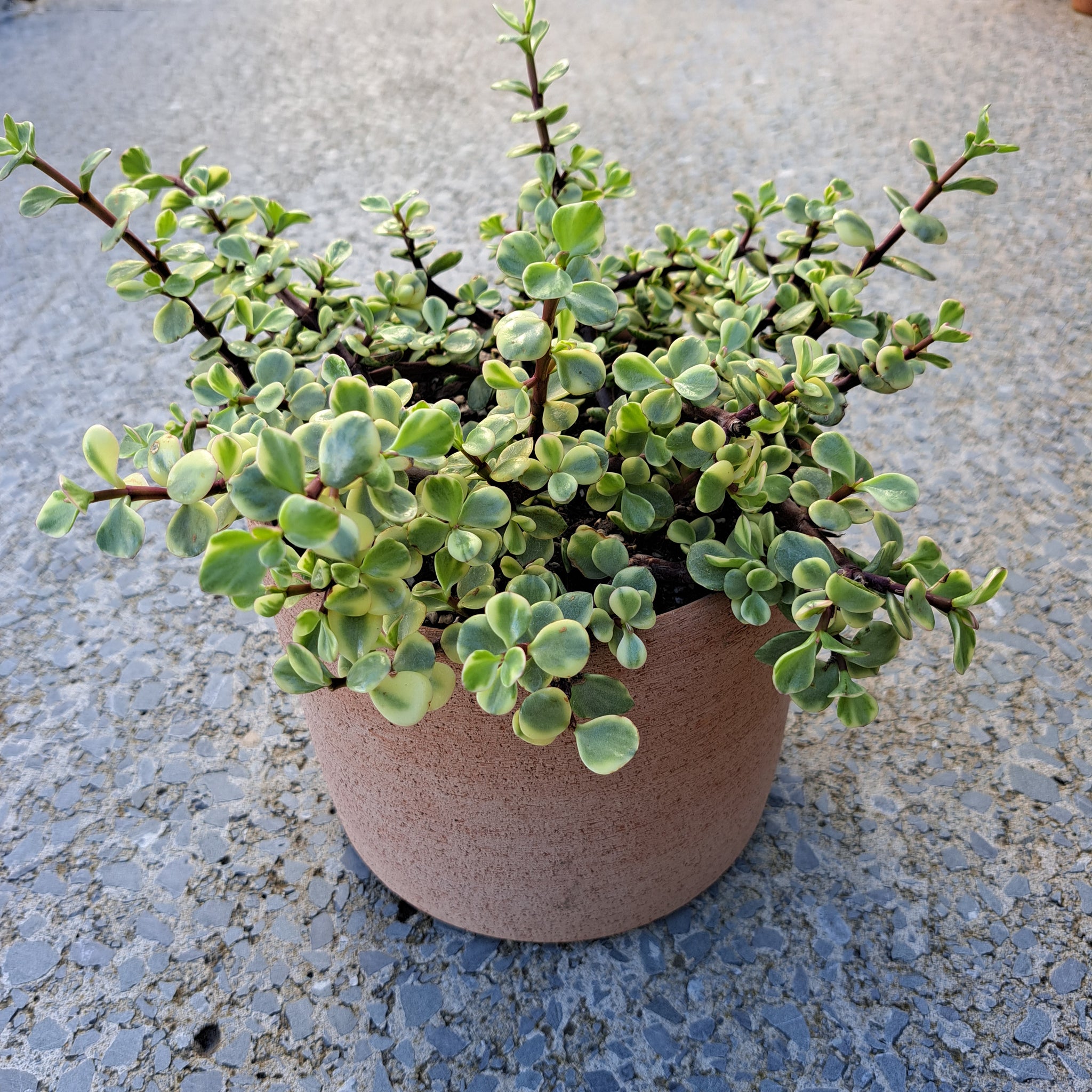 Luna - terracotta pot