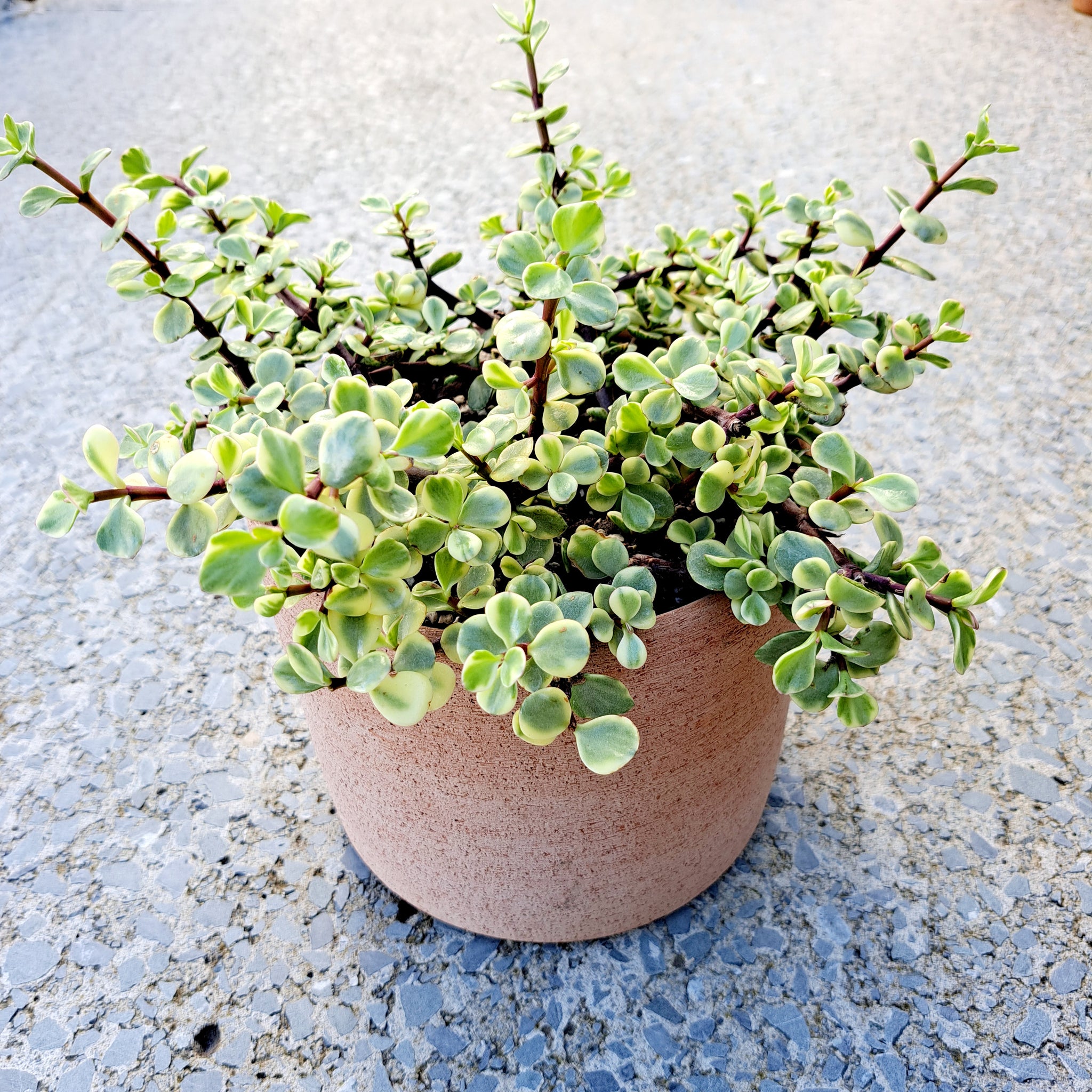 Portulacaria Afra Variegata / Rainbow Bush
