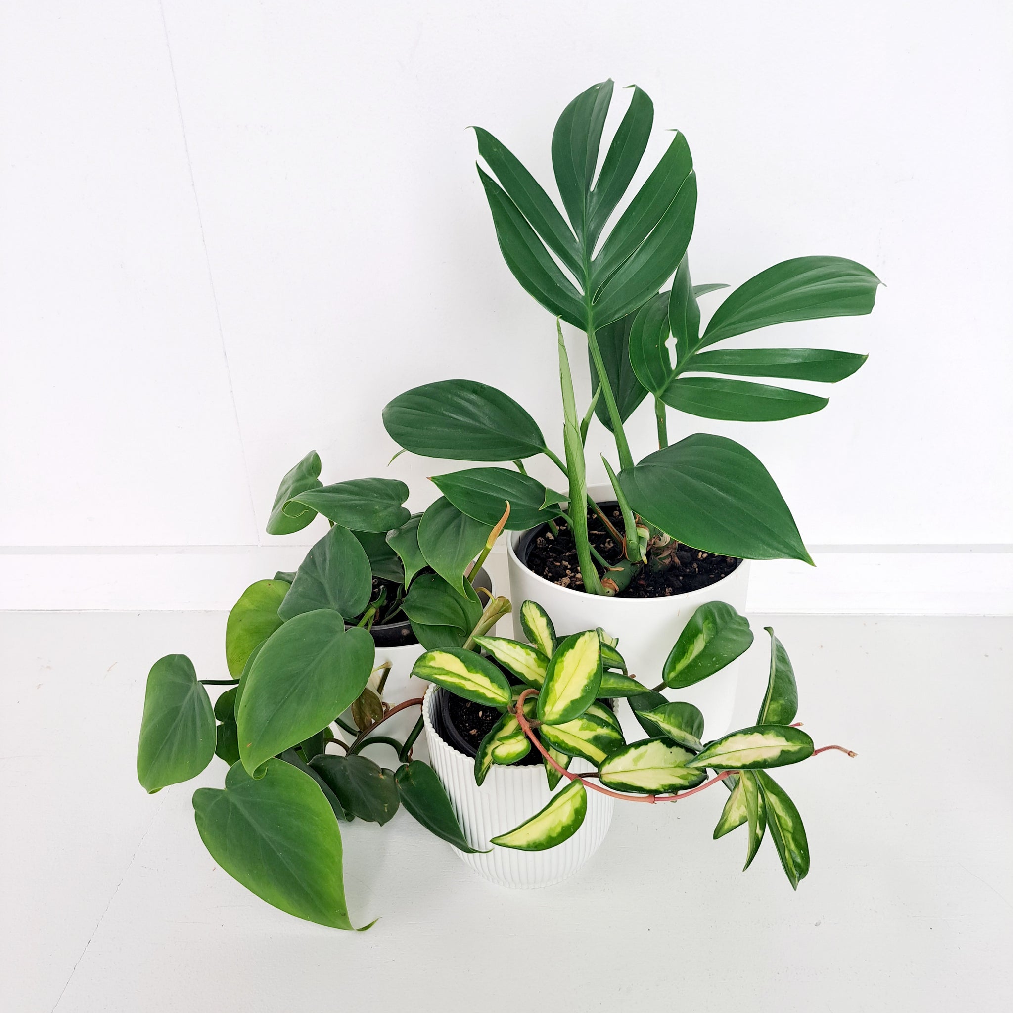 Epipremnum Pinnatum / Dragon Tail Plant