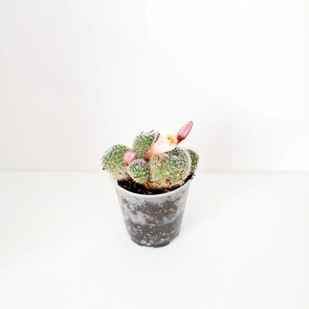 Cacti / Succulent 3