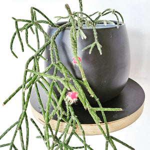 Rhipsalis Horrida Silver