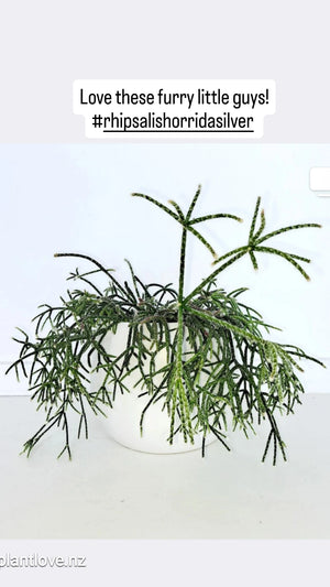 Rhipsalis Horrida Silver