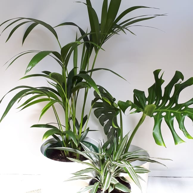 Palm - Kentia / Howea Forsteriana