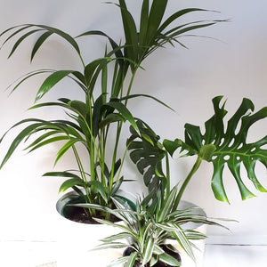 Palm - Kentia / Howea Forsteriana