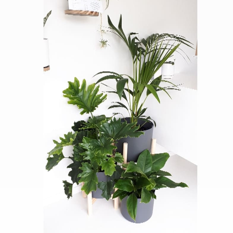 Palm - Kentia / Howea Forsteriana
