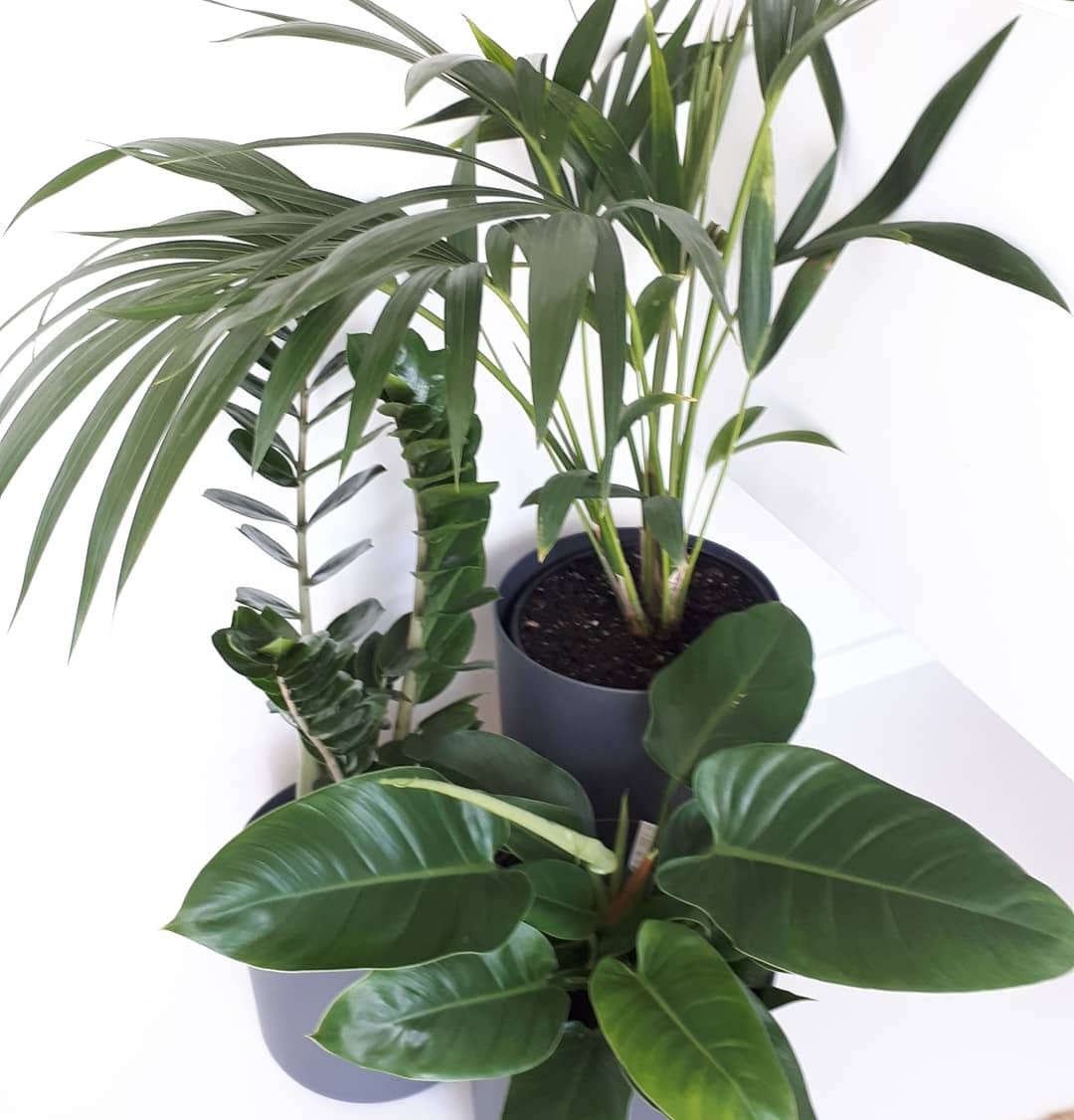 Palm - Kentia / Howea Forsteriana