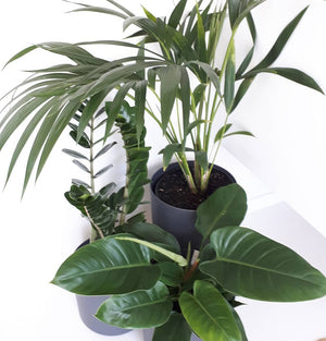 Palm - Kentia / Howea Forsteriana