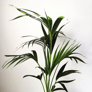 Palm - Kentia / Howea Forsteriana