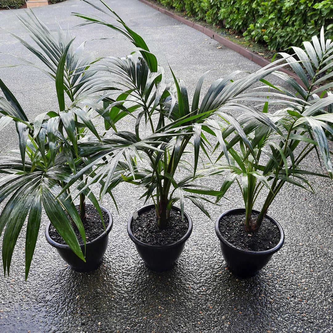 Palm - Kentia / Howea Forsteriana