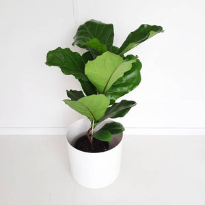 Ficus Lyrata / Fiddle Leaf Fig