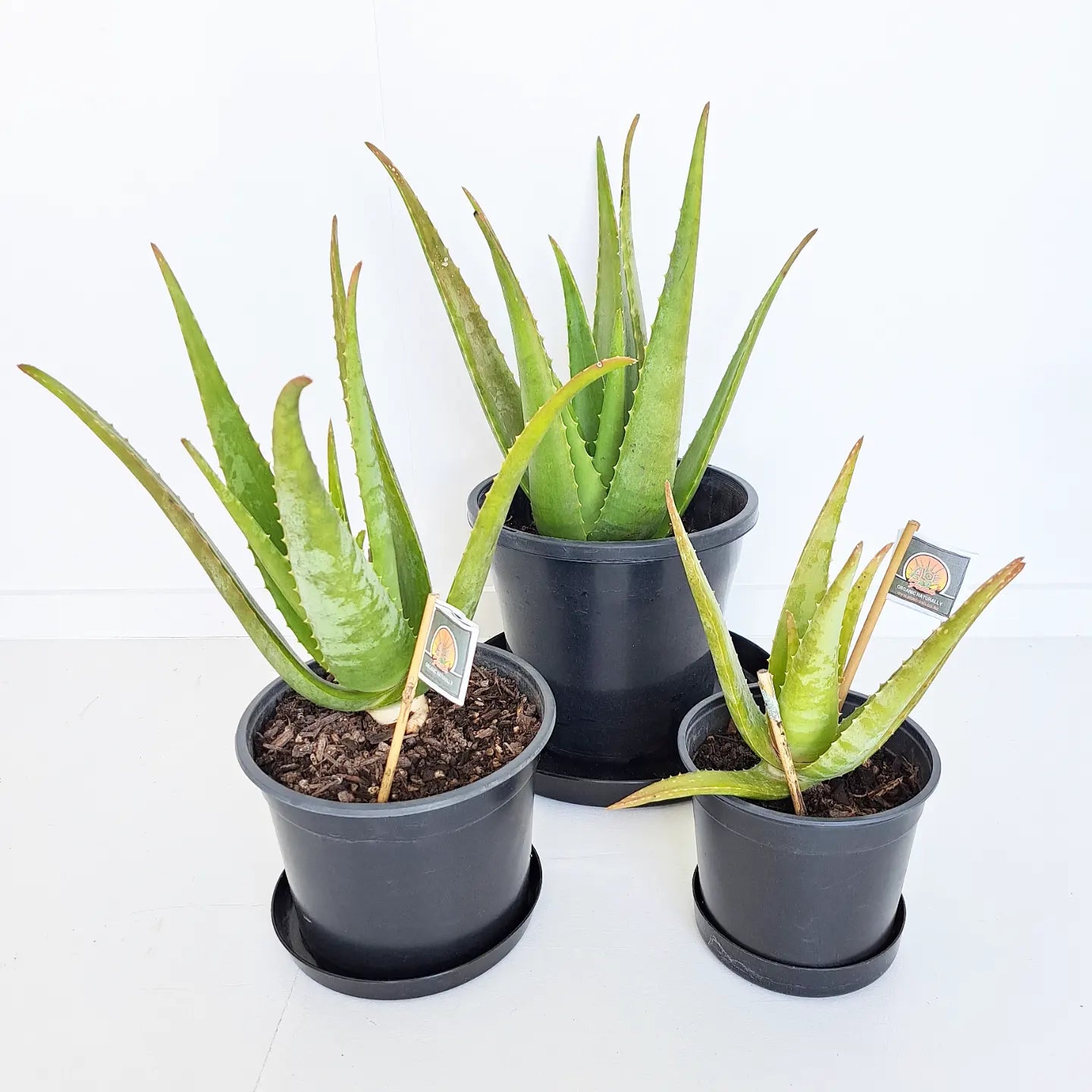 aloe vera plant nz Aloe Vera Barbadensis Miller