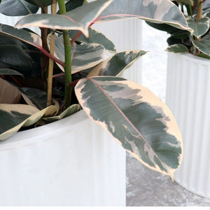 Piako ribbed cylinder planters - AVAIL FOR PRE-ORDER