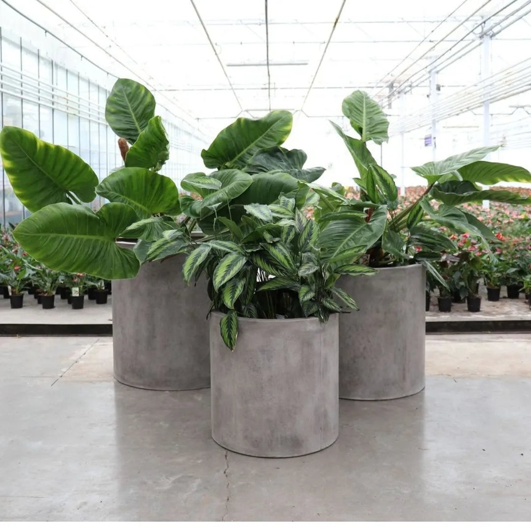 Mikonui cylinder planters - AVAIL FOR PRE-ORDER