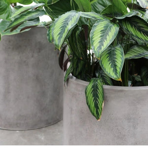 Mikonui cylinder planters - AVAIL FOR PRE-ORDER