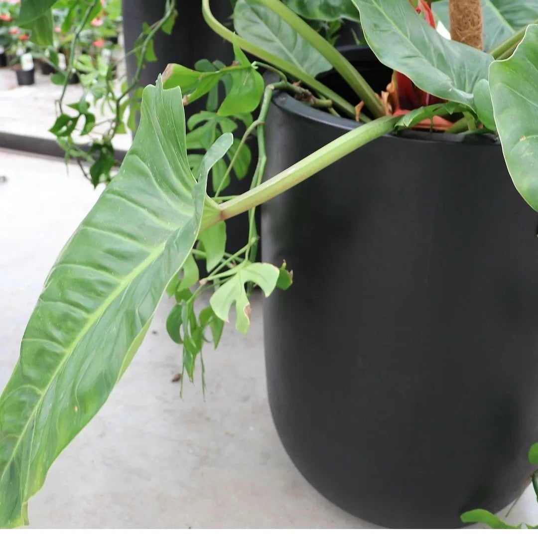 Oreti planters - AVAIL FOR PRE-ORDER