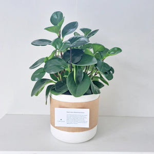 Peperomia Obtusifolia Green