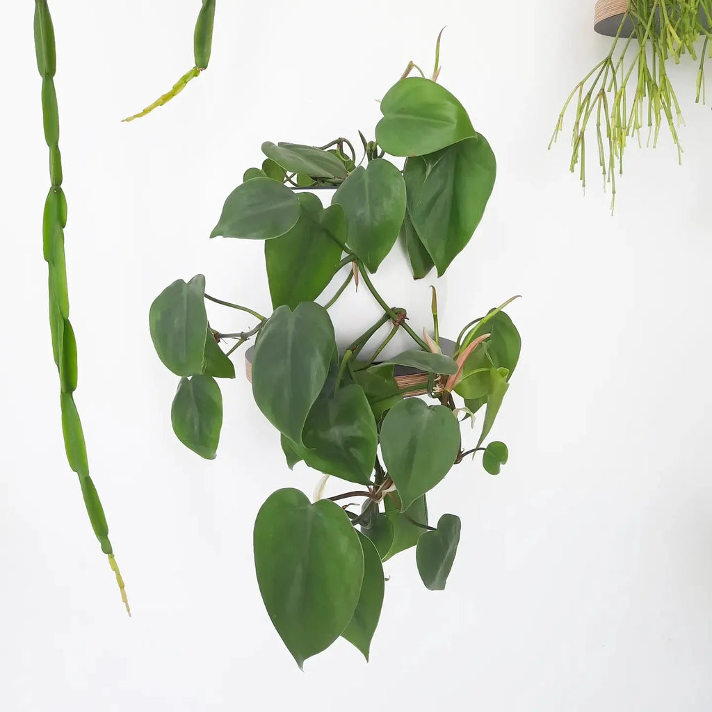 Philodendron Heartleaf (Cordatum)