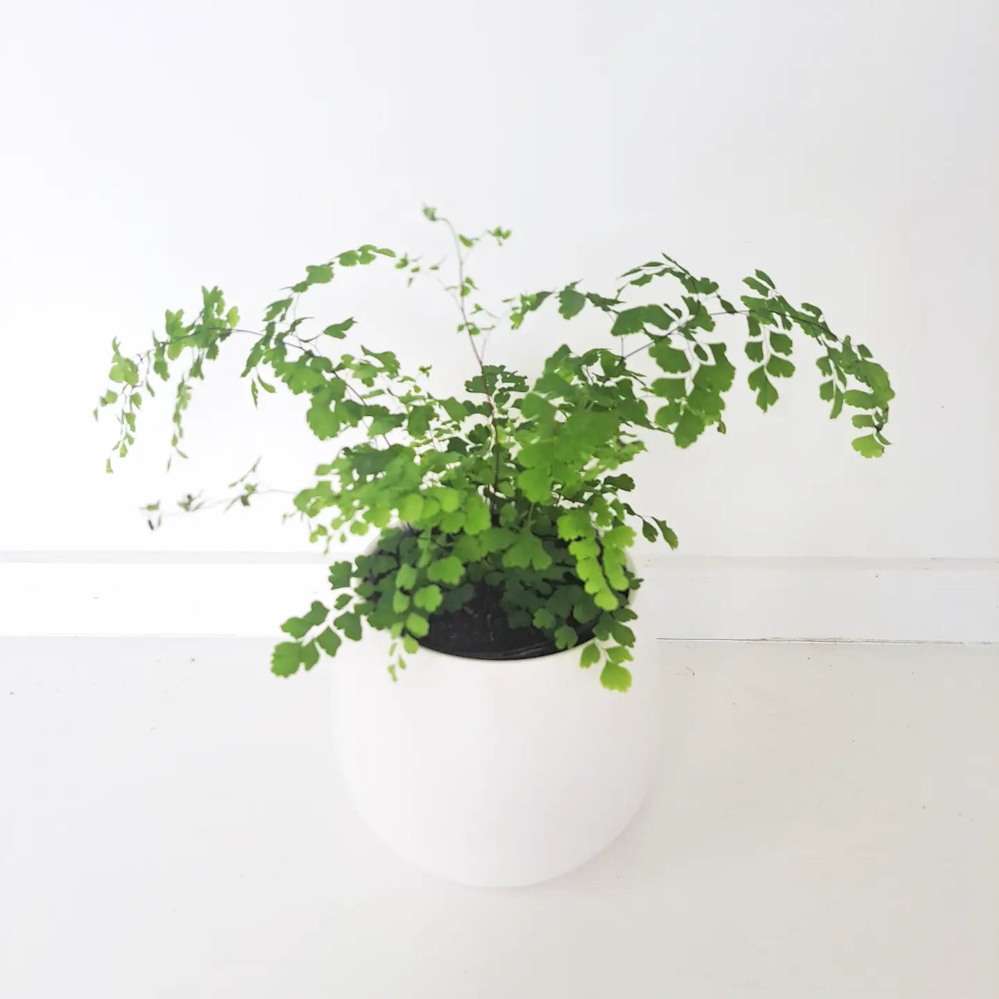 Fern - Maidenhair / Adiantum Radianum