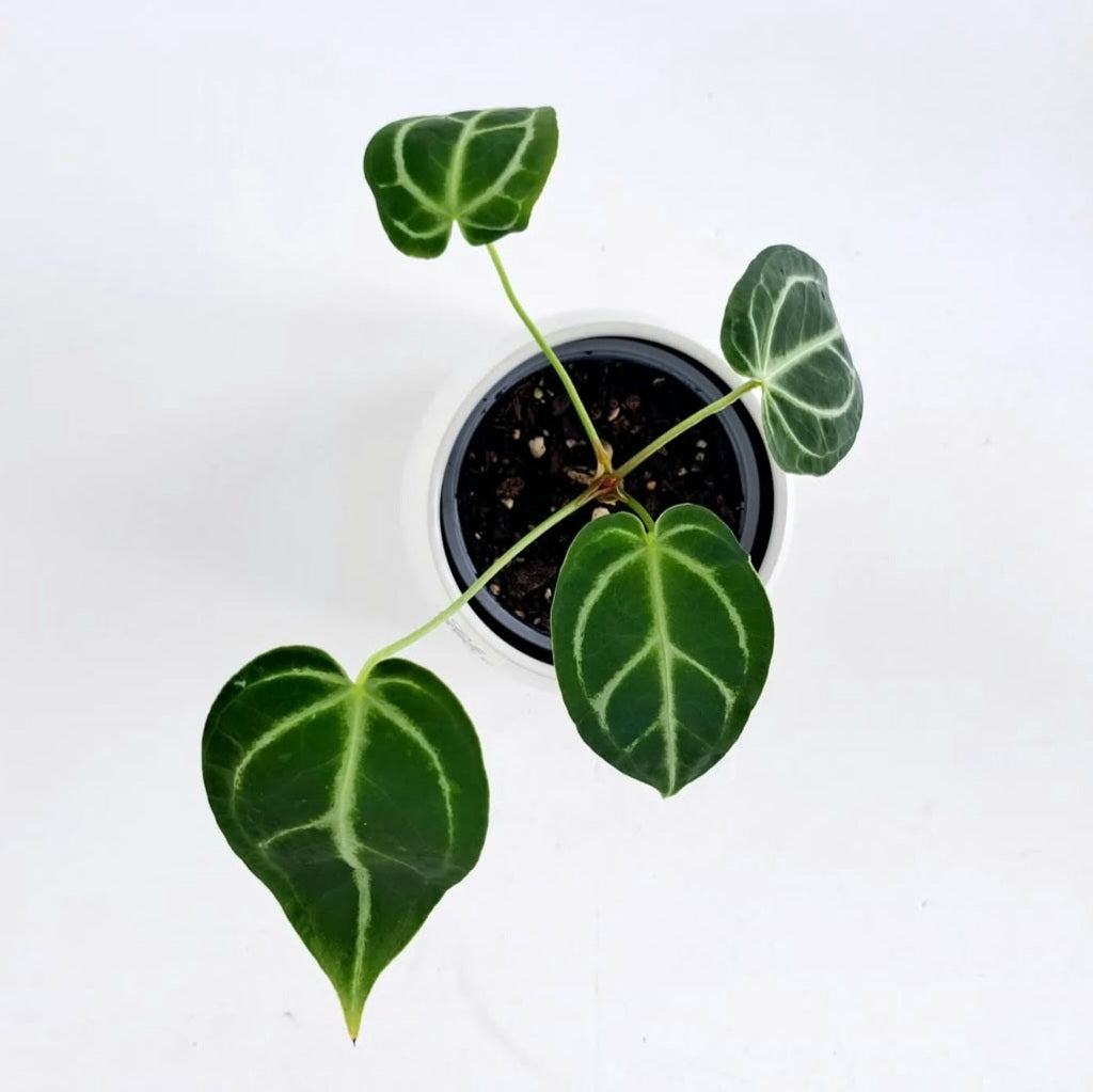 Anthurium Crystallinum