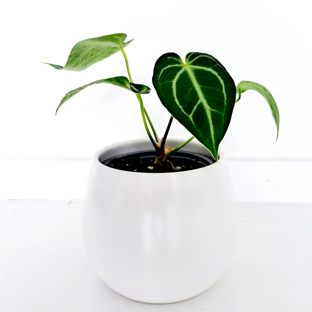 Anthurium Crystallinum