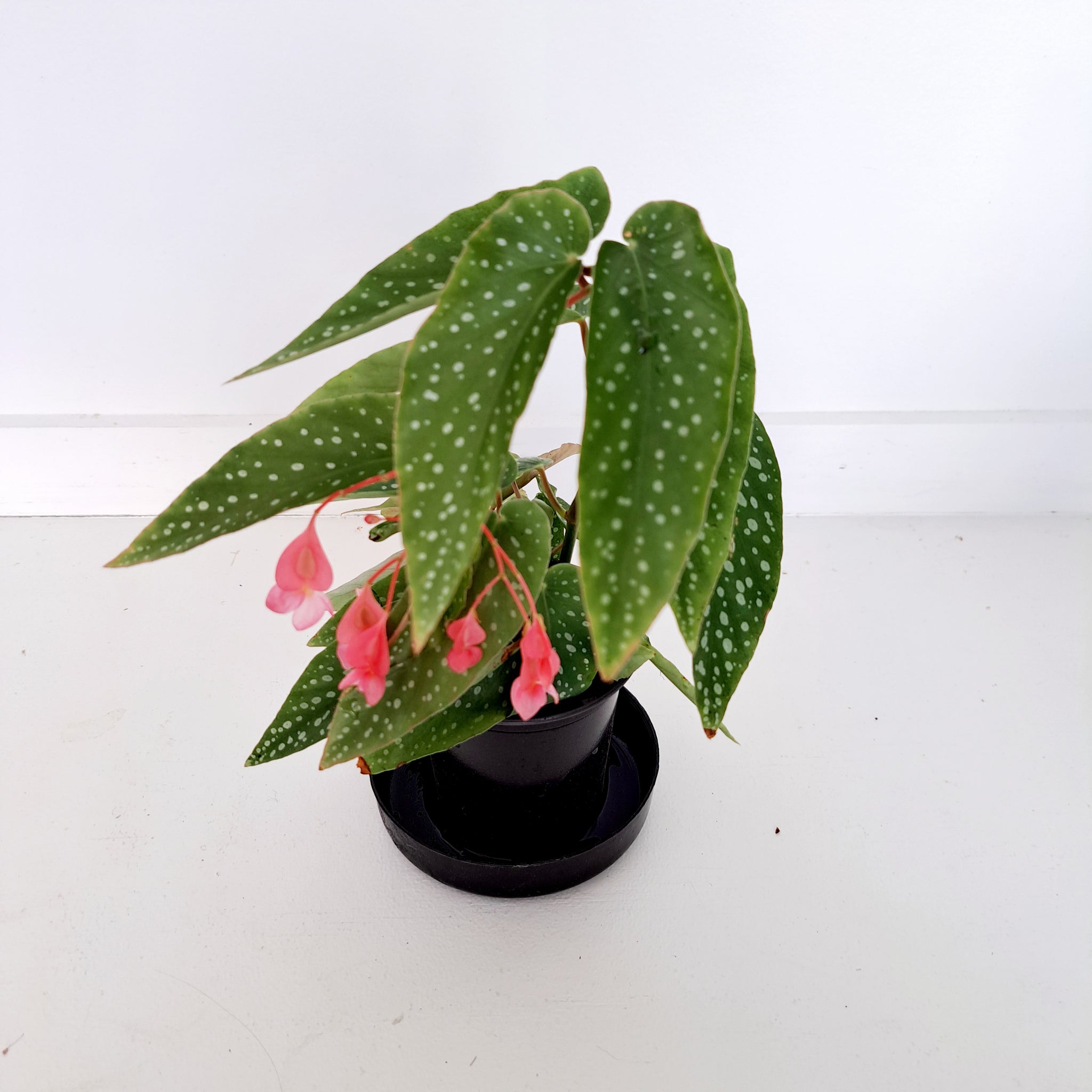 Begonia Angel Wings