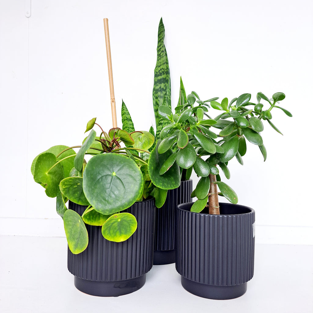 Ceramic Ribbed Connor Cover Pots - Black