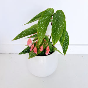 Begonia Angel Wings