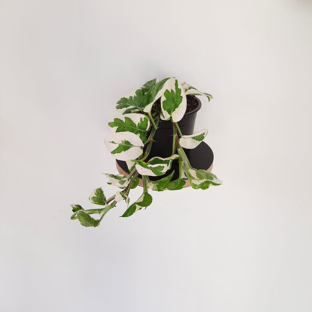 Scindapsus Epipremnum Njoy Pothos