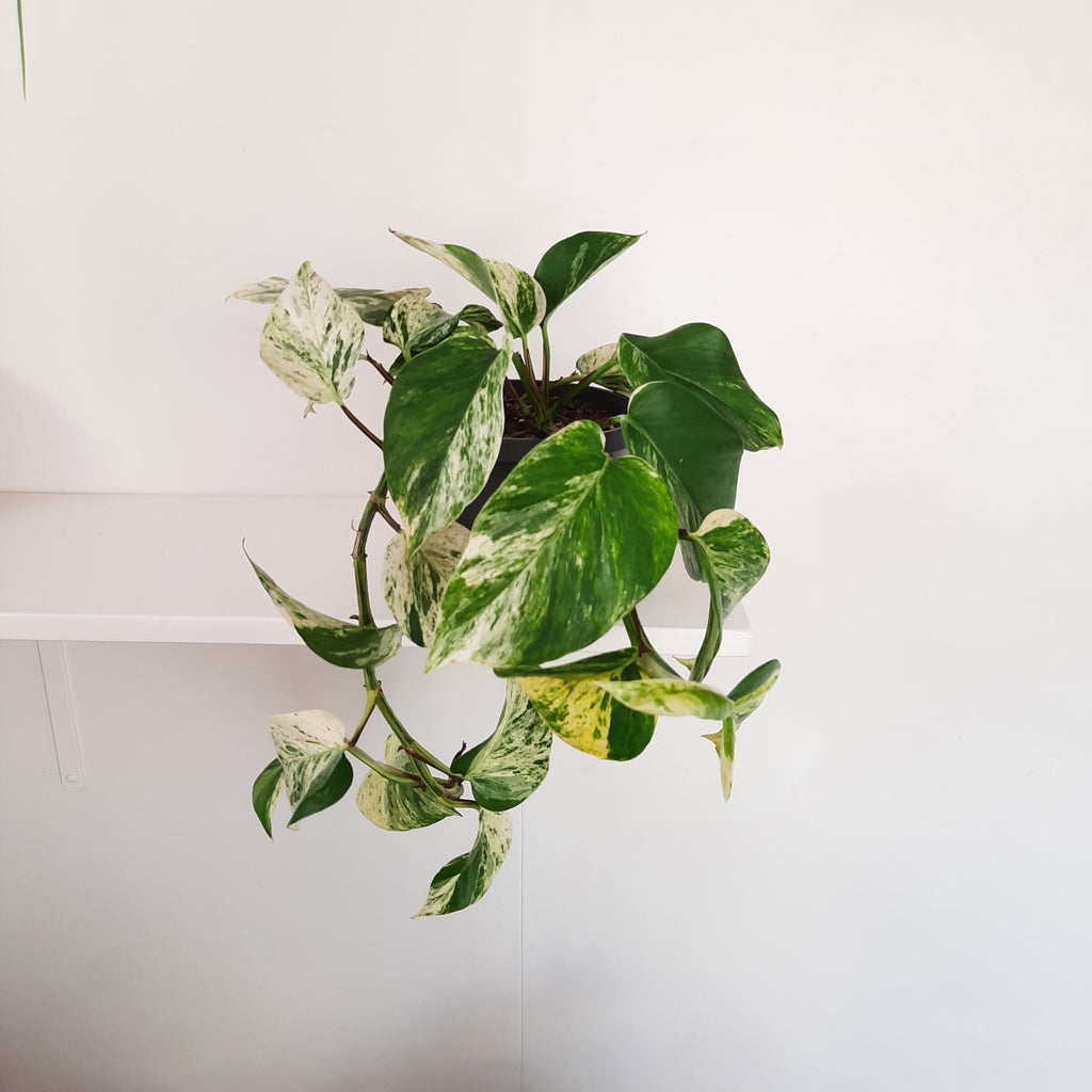 Scindapsus Epipremnun Marble Queen Pothos