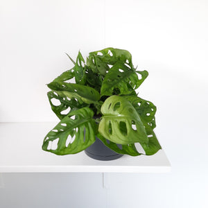 Monstera Monkey Mask