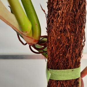 Velcro Plant Tie - 1m