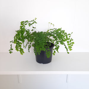 Fern - Maidenhair / Adiantum Radianum